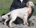 Setter Anglais PANGO DU MAS D'EYRAUD Setter Anglais PANGO DU MAS D'EYRAUD